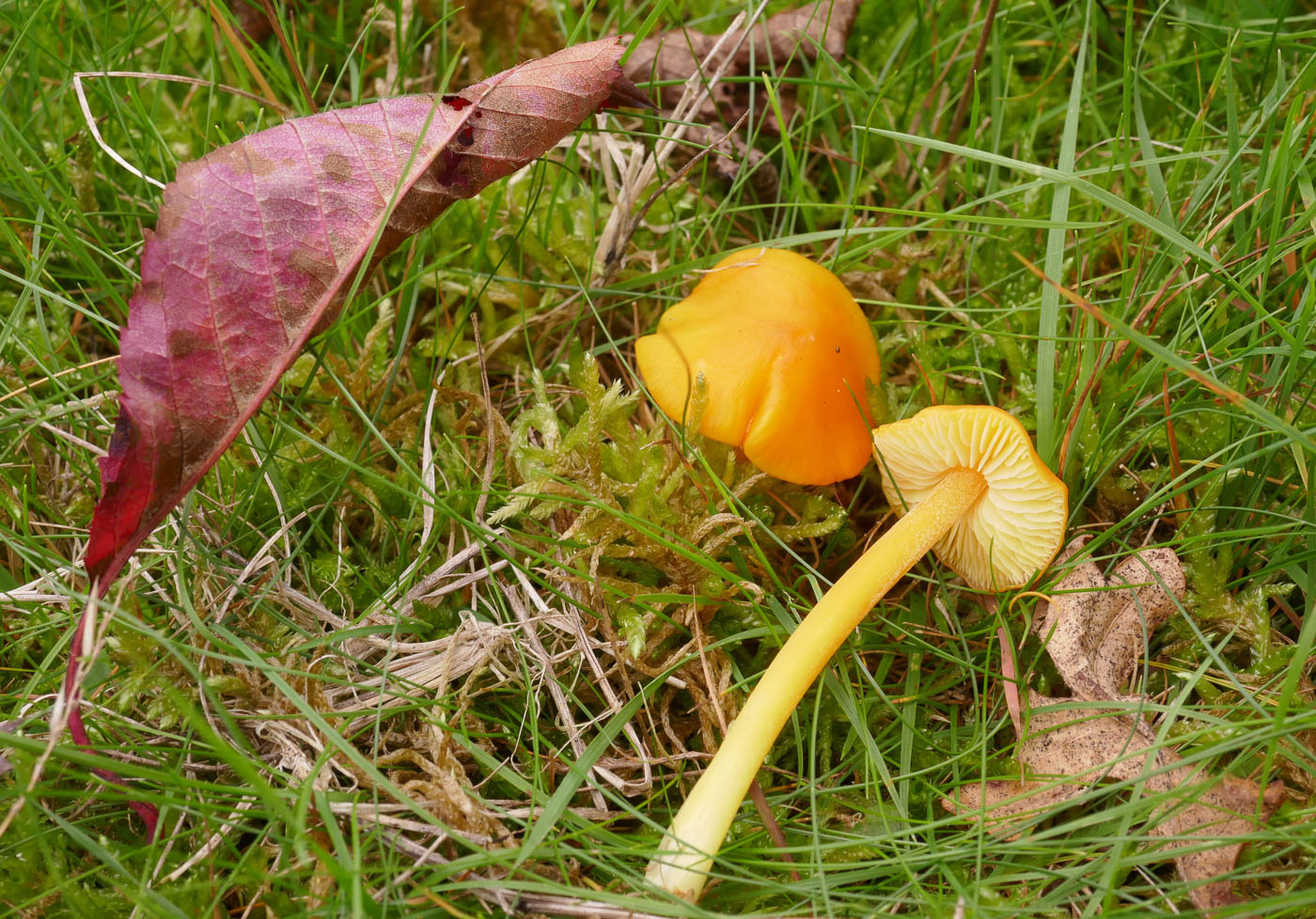 Photo © Jackie Ewan Hygrocybe chlorophana by Jackie Ewan